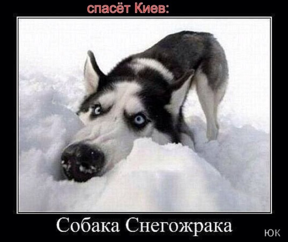 Хаски 7 дней