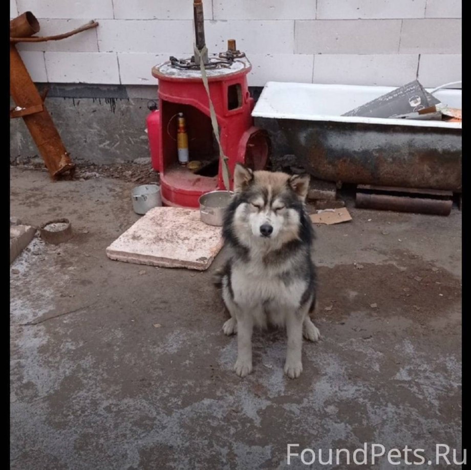 Две хаски