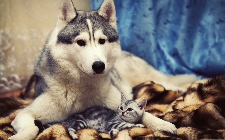 In Dogs we Trust хаски