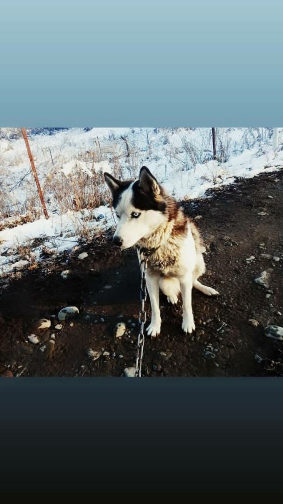 Оборудование хаски собаки