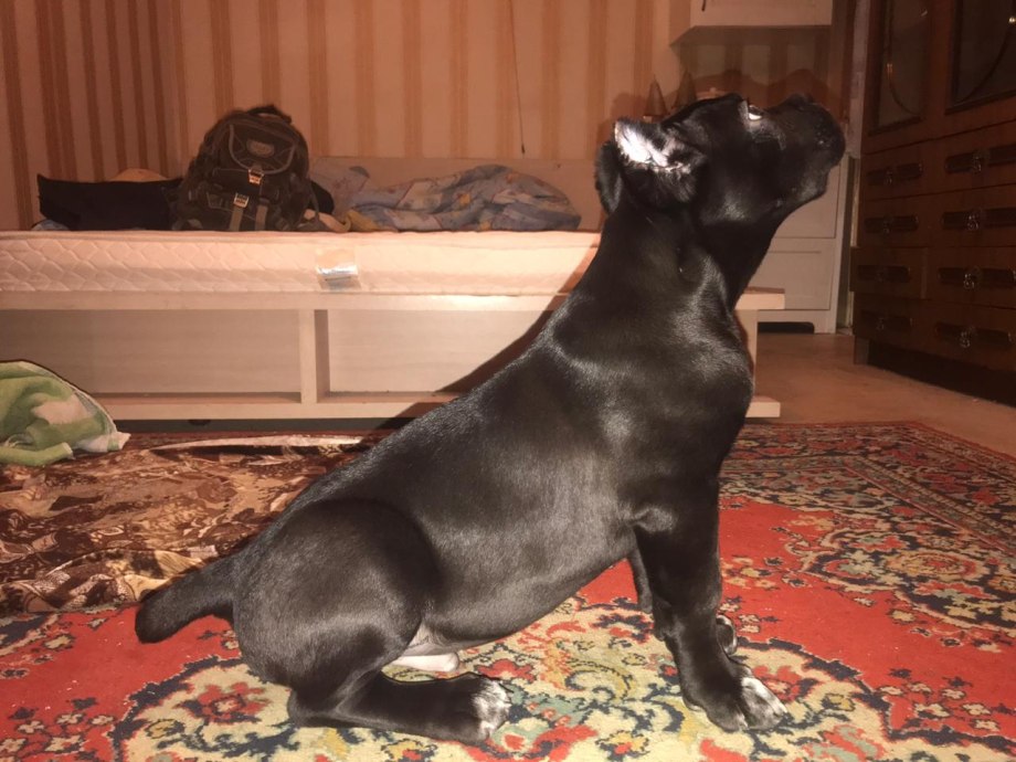 Собака телохранитель Кане Корсо