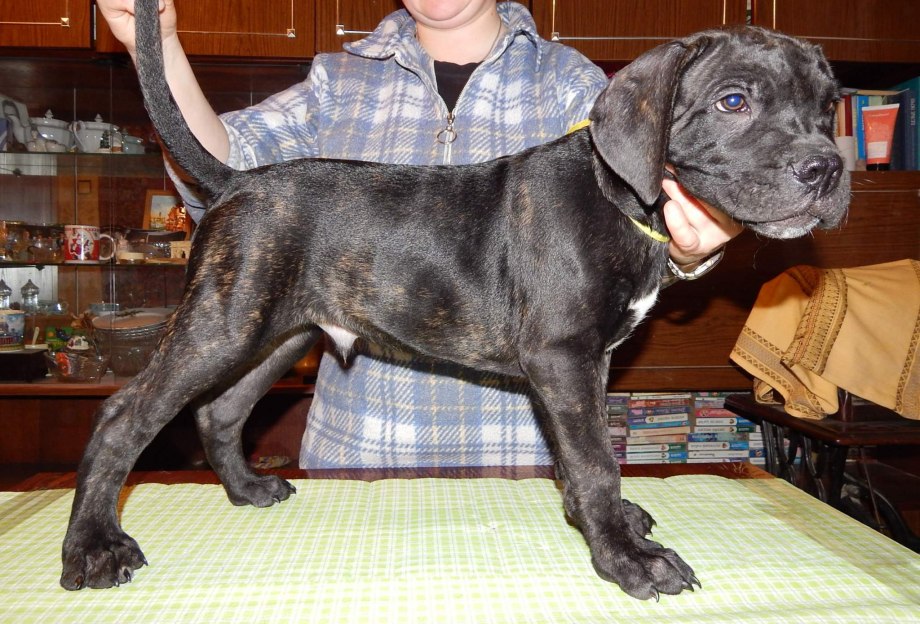 Cane Corso Rescue Canada