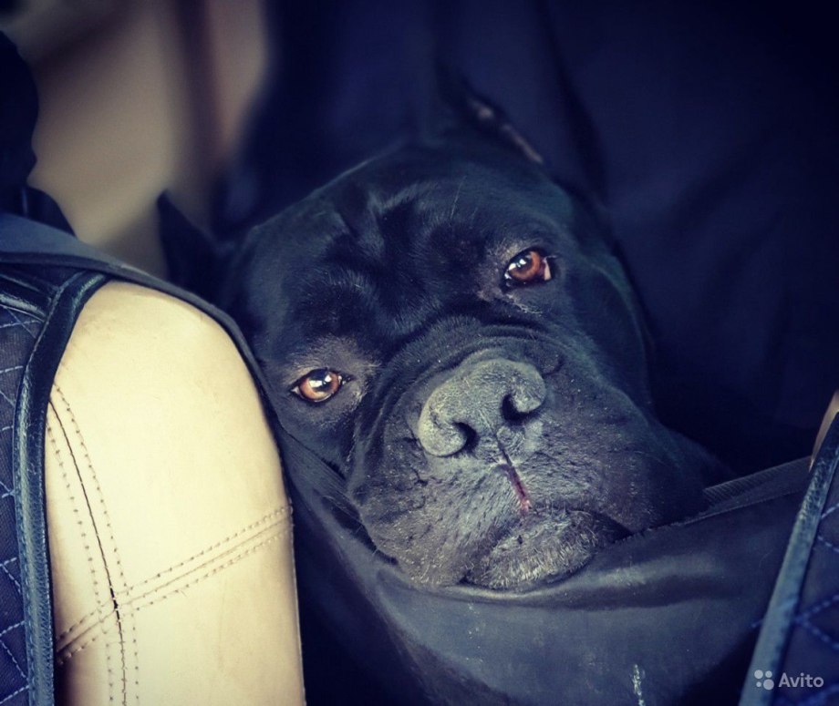 Рахит у Кане Корсо