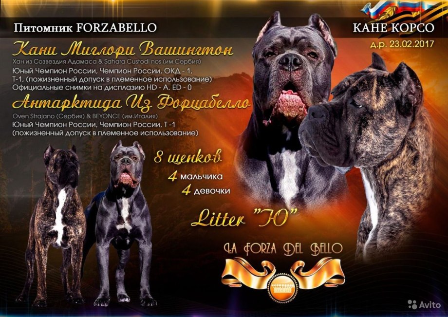Римский квартал Антонио бандерос Кане Корсо