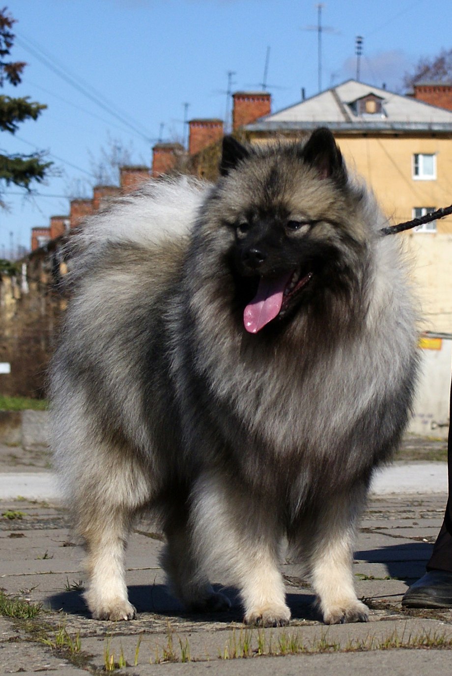 Лисья помски