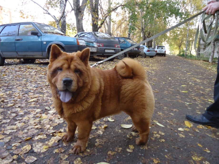 Пекинес и овчарка