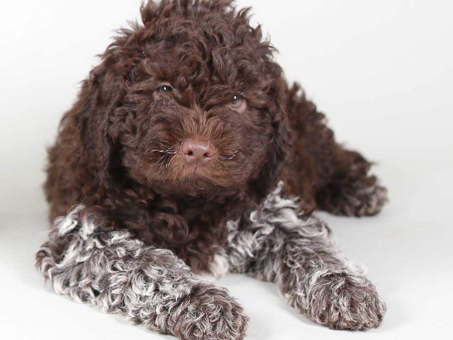 Lagotto Romagnolo собака