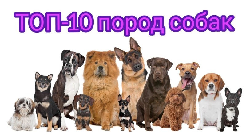 Много собак