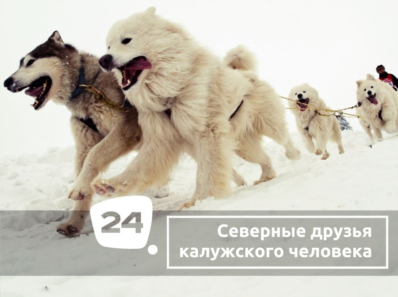 Упряжка собак цугом
