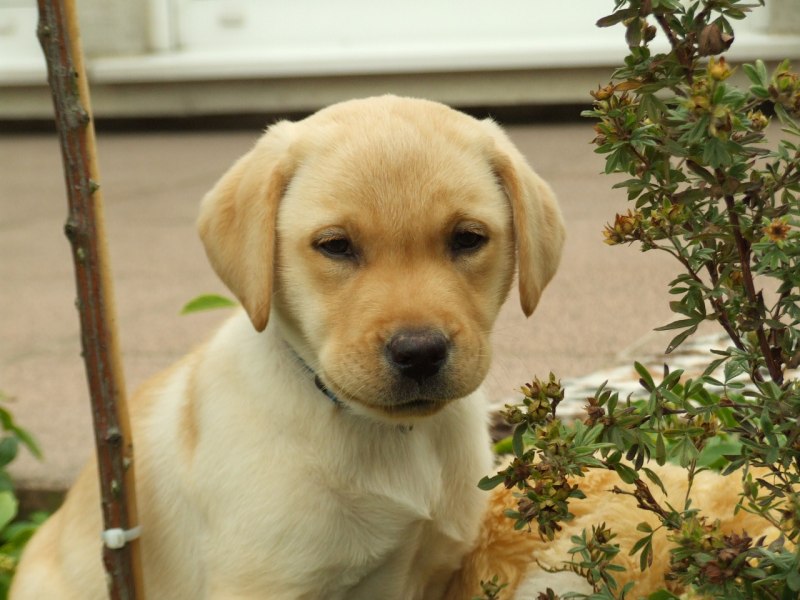 Лабрадор Retriever