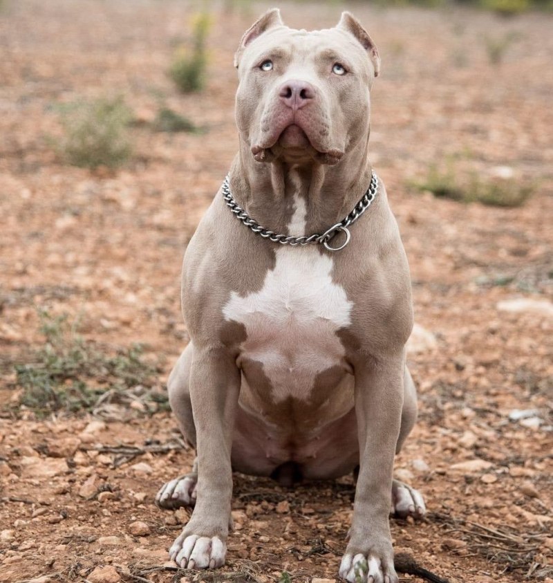 Булли XXL