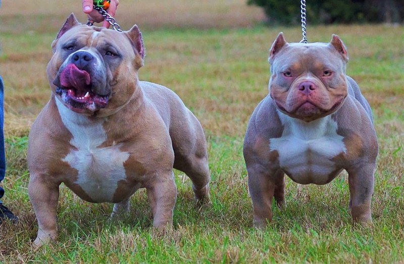 Американский Bully Pitbull XL