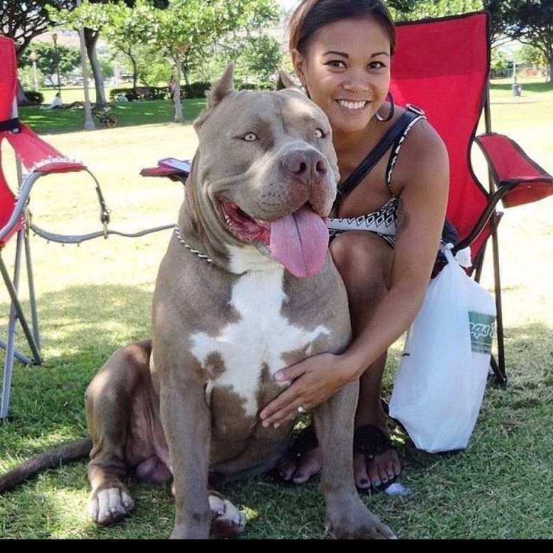 Dog Breeder питомник