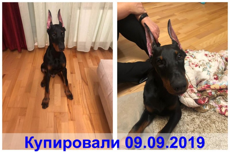 Доберман Shenki