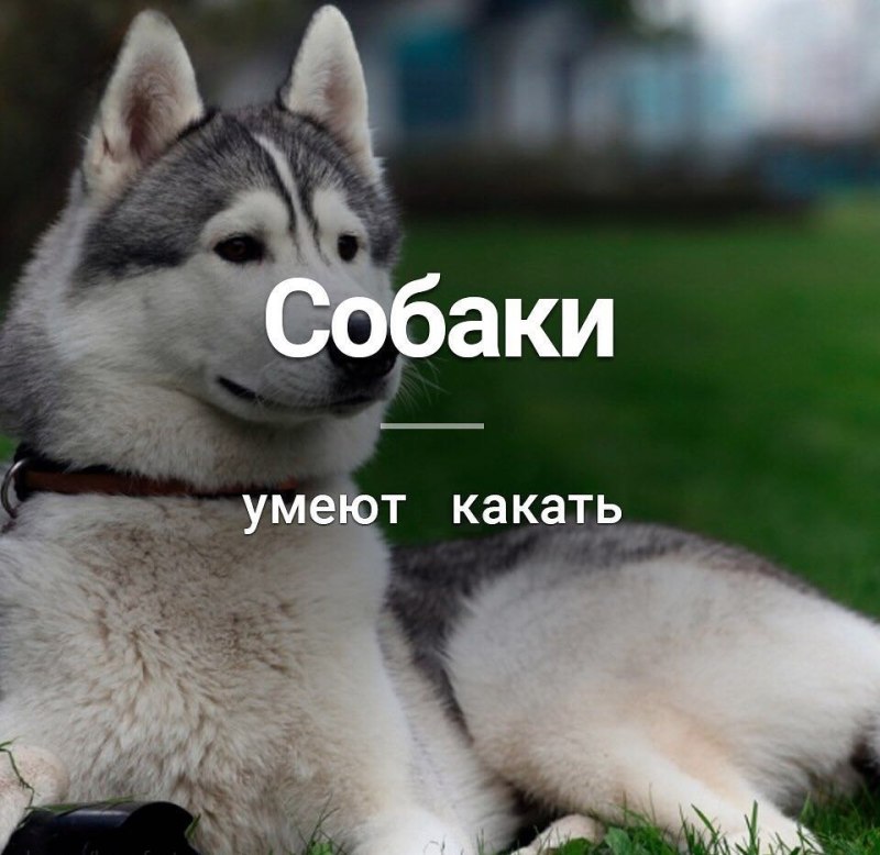 Хаски собака умеет лаять