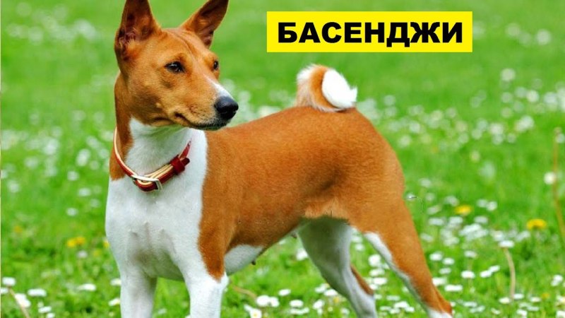 Порода собак басенджи