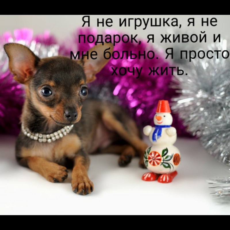 Той терьер новый год