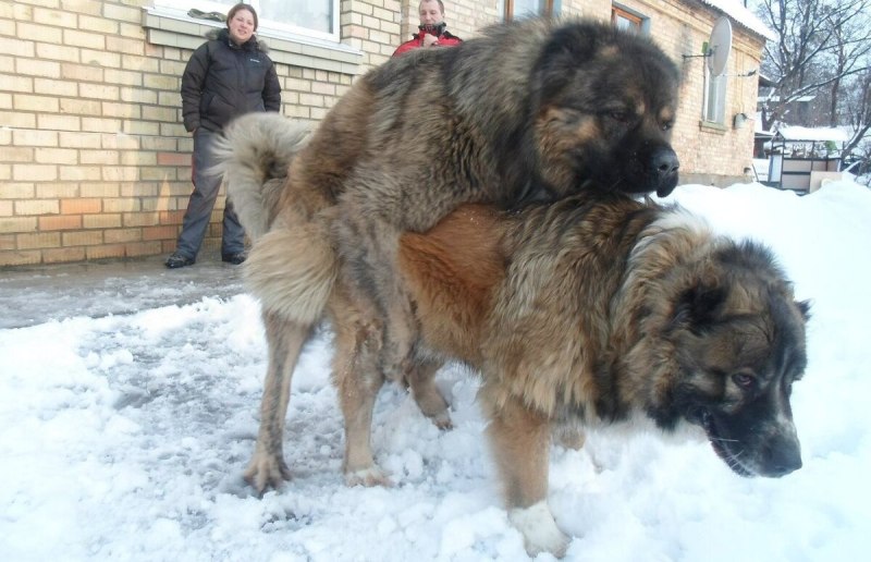 Охота феодалов в средние века