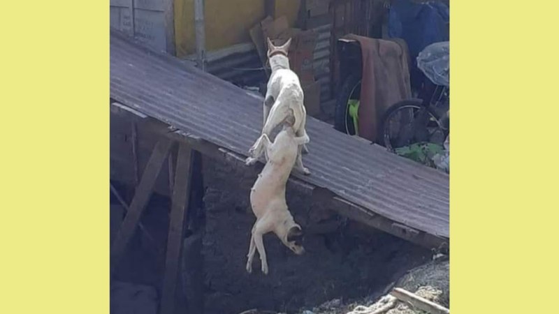 Рыцарь у ворот замка
