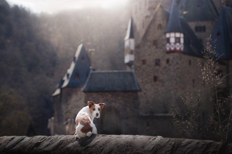 Dog Castle собаки