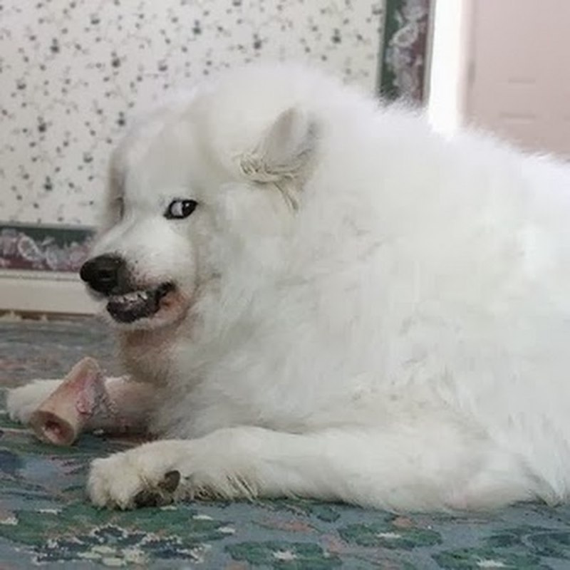 Джек Рассел злой