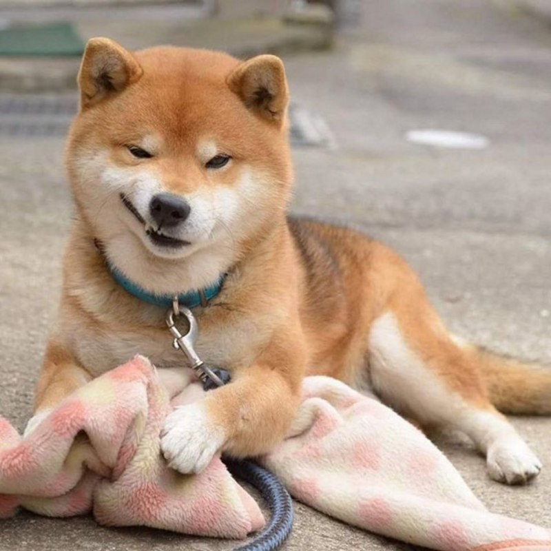 Улыбающаяся собака порода японская порода