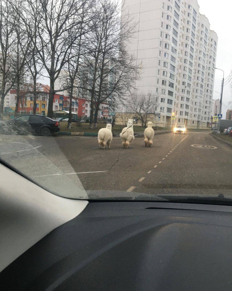 Собака ждет хозяина