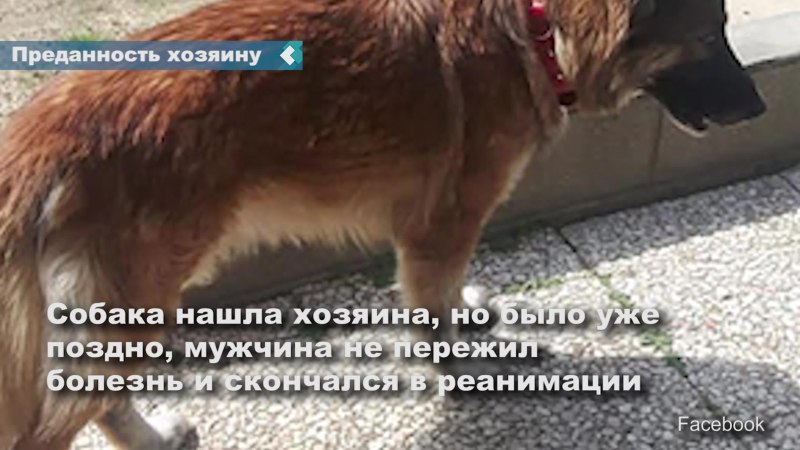 Собака уходит из дома. Ушел из дома с собакой. Собака убежала из дома примета. Почему собака сбегает из дома. Собака убежала из дома пришёл побитый.