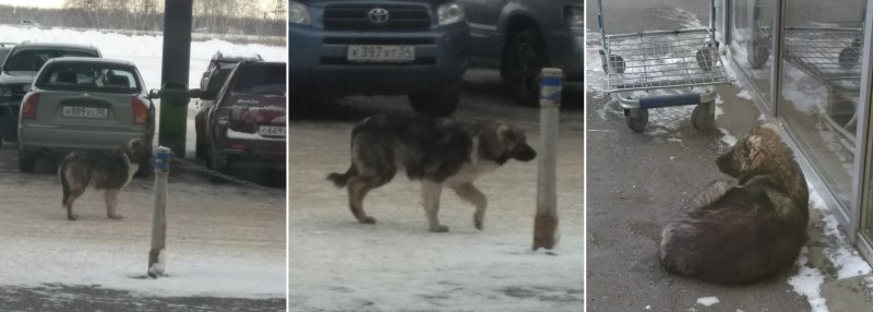 Фотоловушки ночного леса