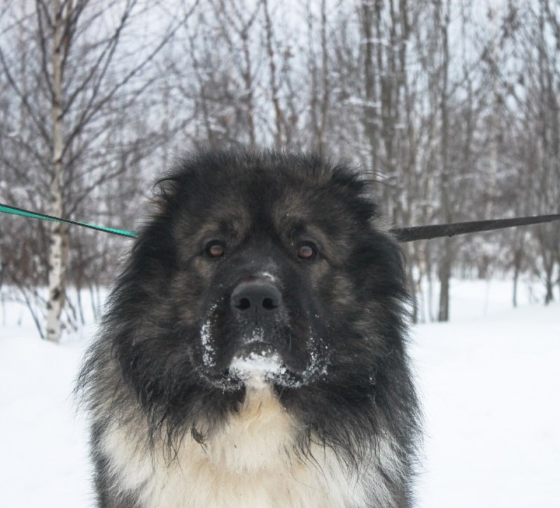 Кавказская овчарка Puppy