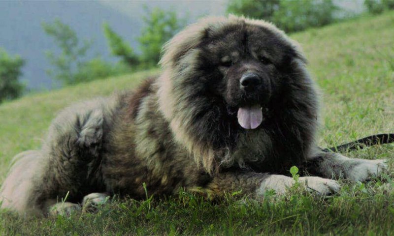 Собака Кавказская овчарка черная