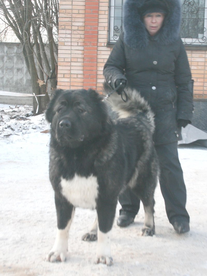 Кавказская овчарка