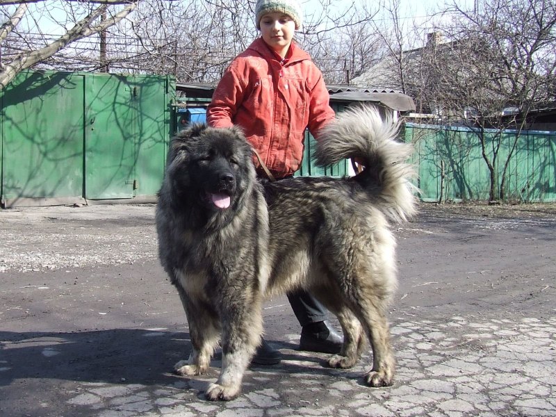 Кавказская овчарка большая Бойцовая