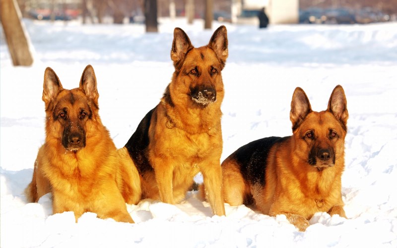 German Shepherd dick