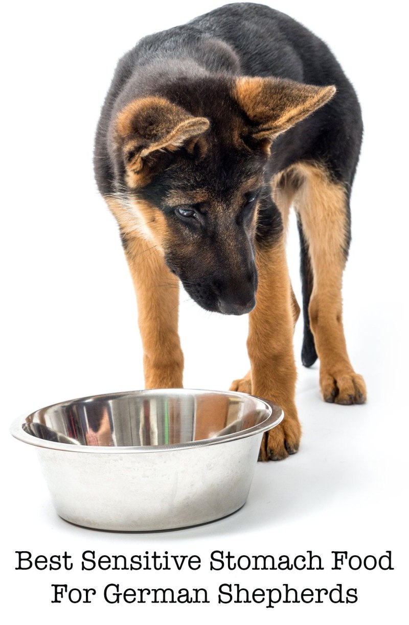 German Shepherd немецкая овчарка