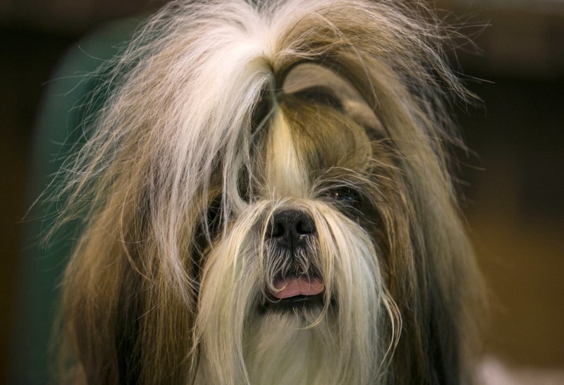 Big hair Dog