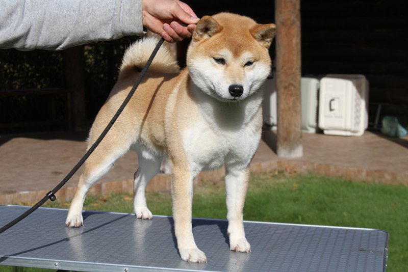 Айну ину