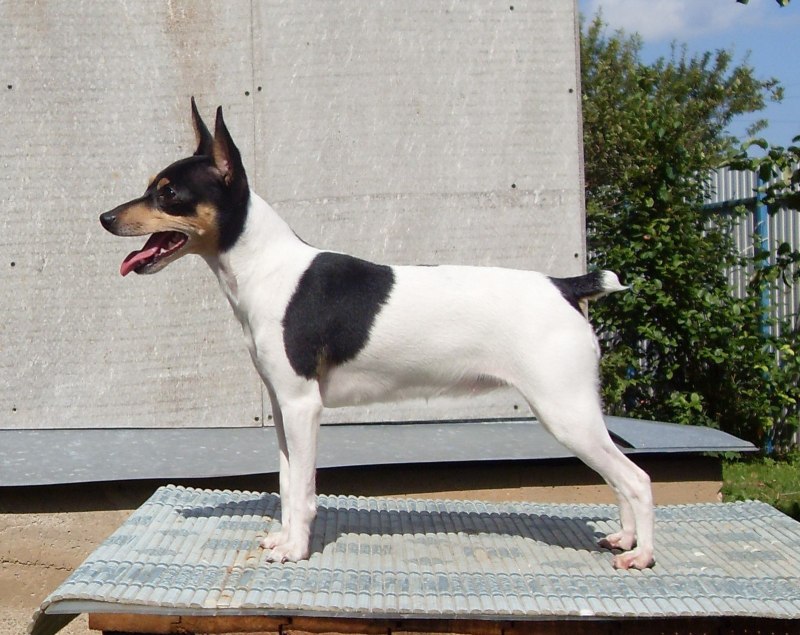 Toy Fox Terrier