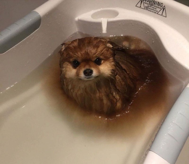 Померанский шпиц мокрый
