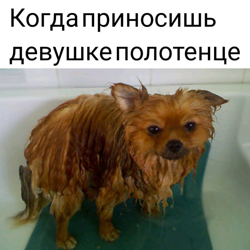 Помытый шпиц