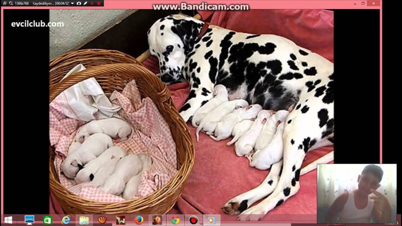 Родившиеся щенки питбуля