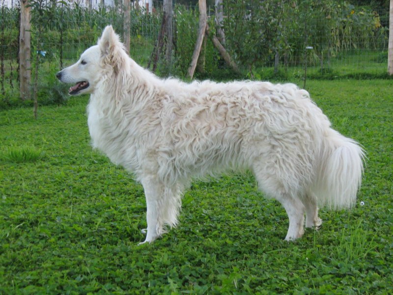 Альпийская черная собака