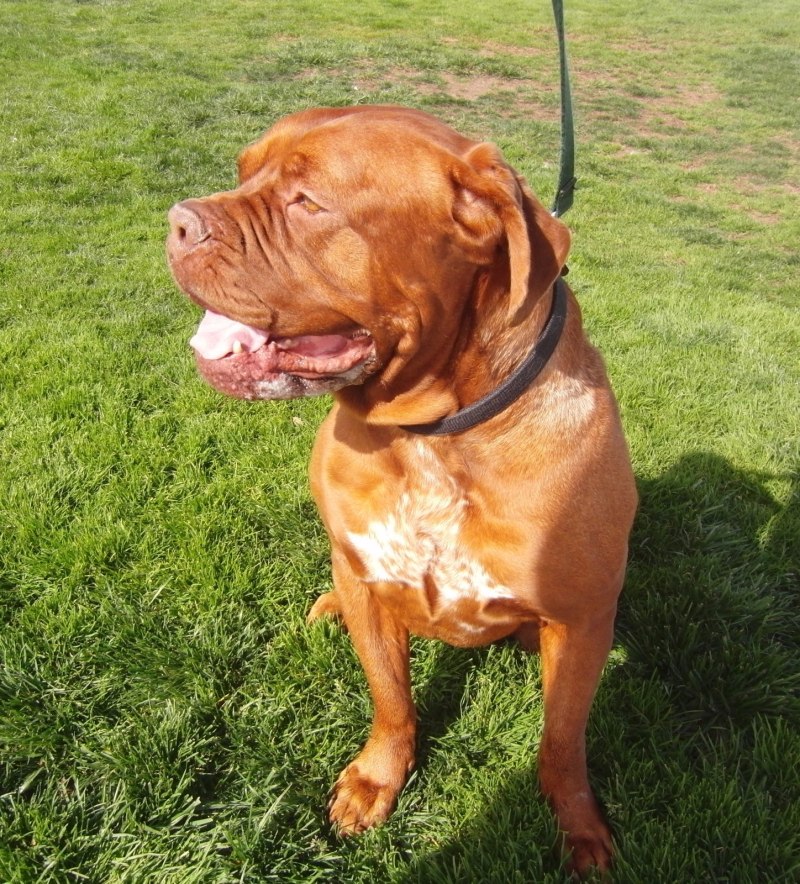 Bullmastiff порода собак