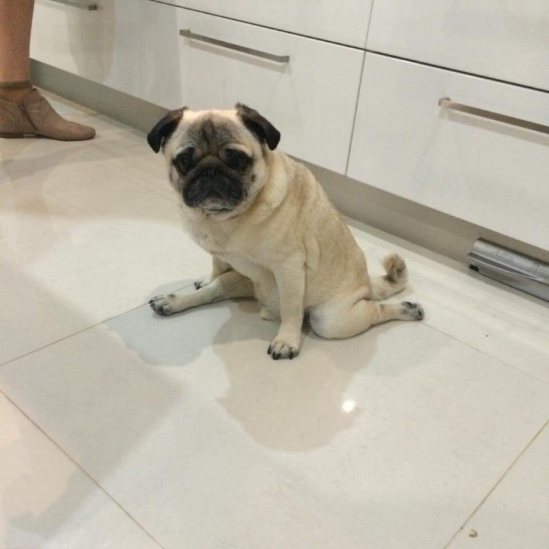 Мопс флексит