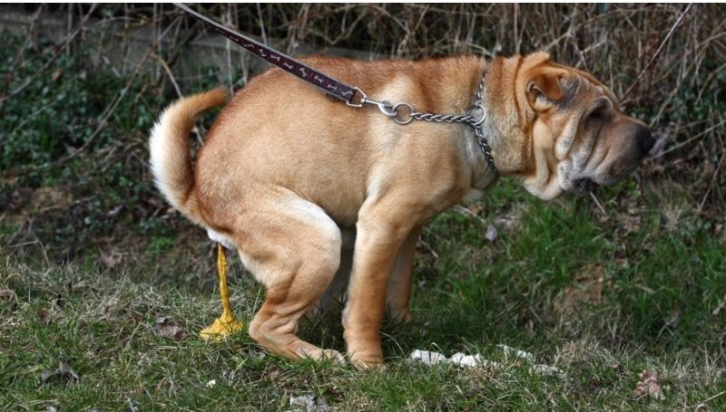 Кошка какает в унитаз