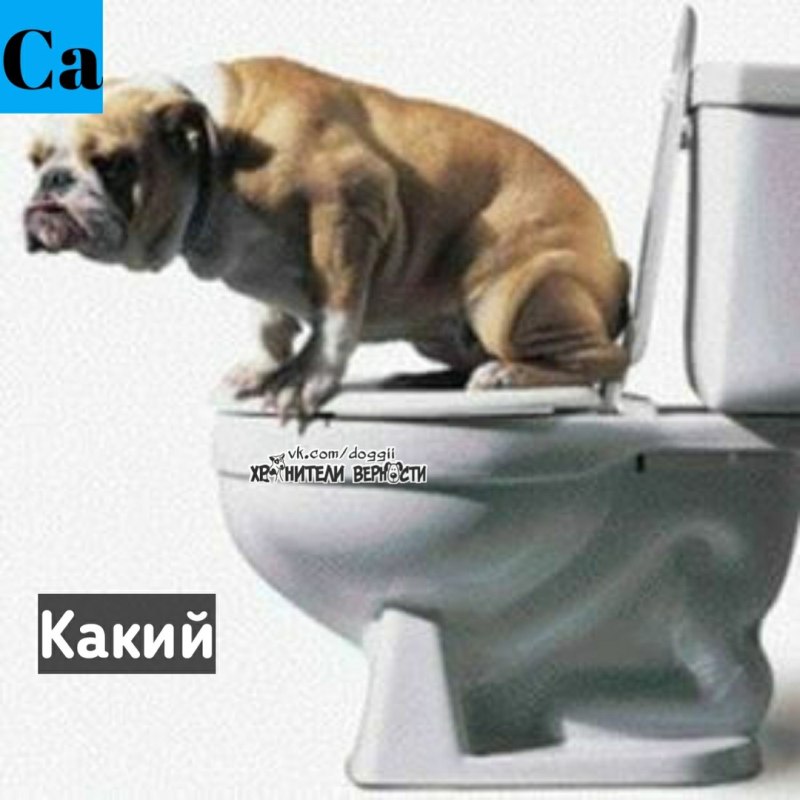 Кот провалился в унитаз