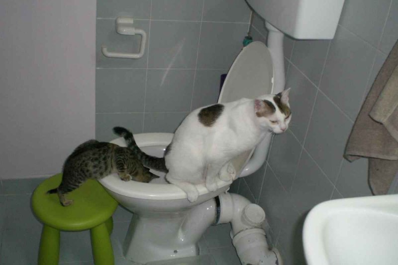 Кот разлил
