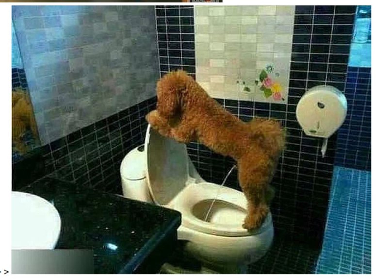Собака на унитазе
