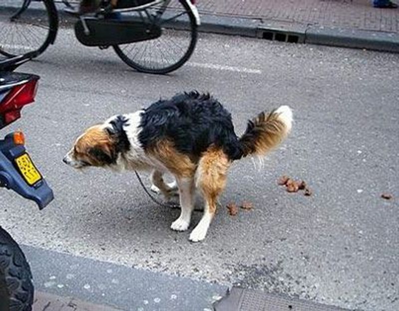 Собака на чистом полу
