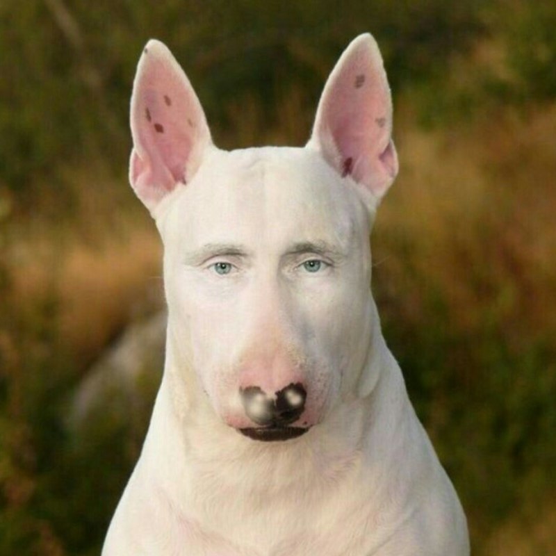 Бойцовский бультерьер
